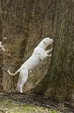 DOGUE ARGENTIN 477